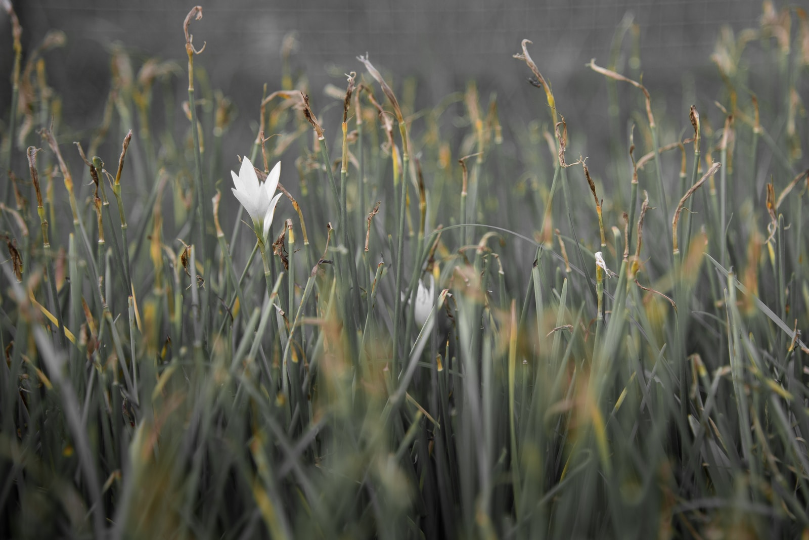 Photo by Arisa Chattasa white petaled flower close-up photography