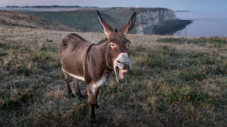 Listening to Balaam’s Donkey (and Other Outsiders)