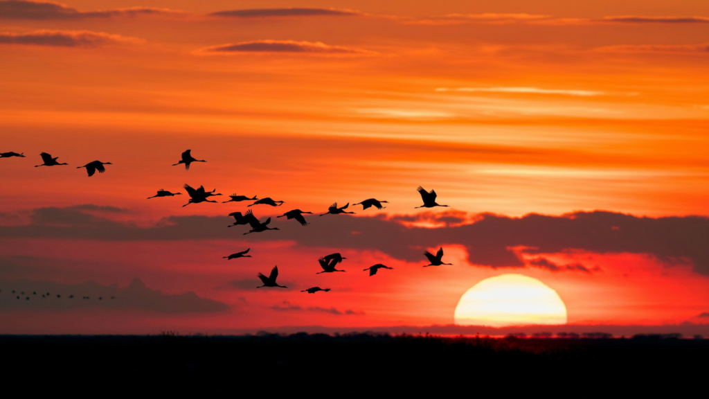 photo of birds migrating in front of sunset