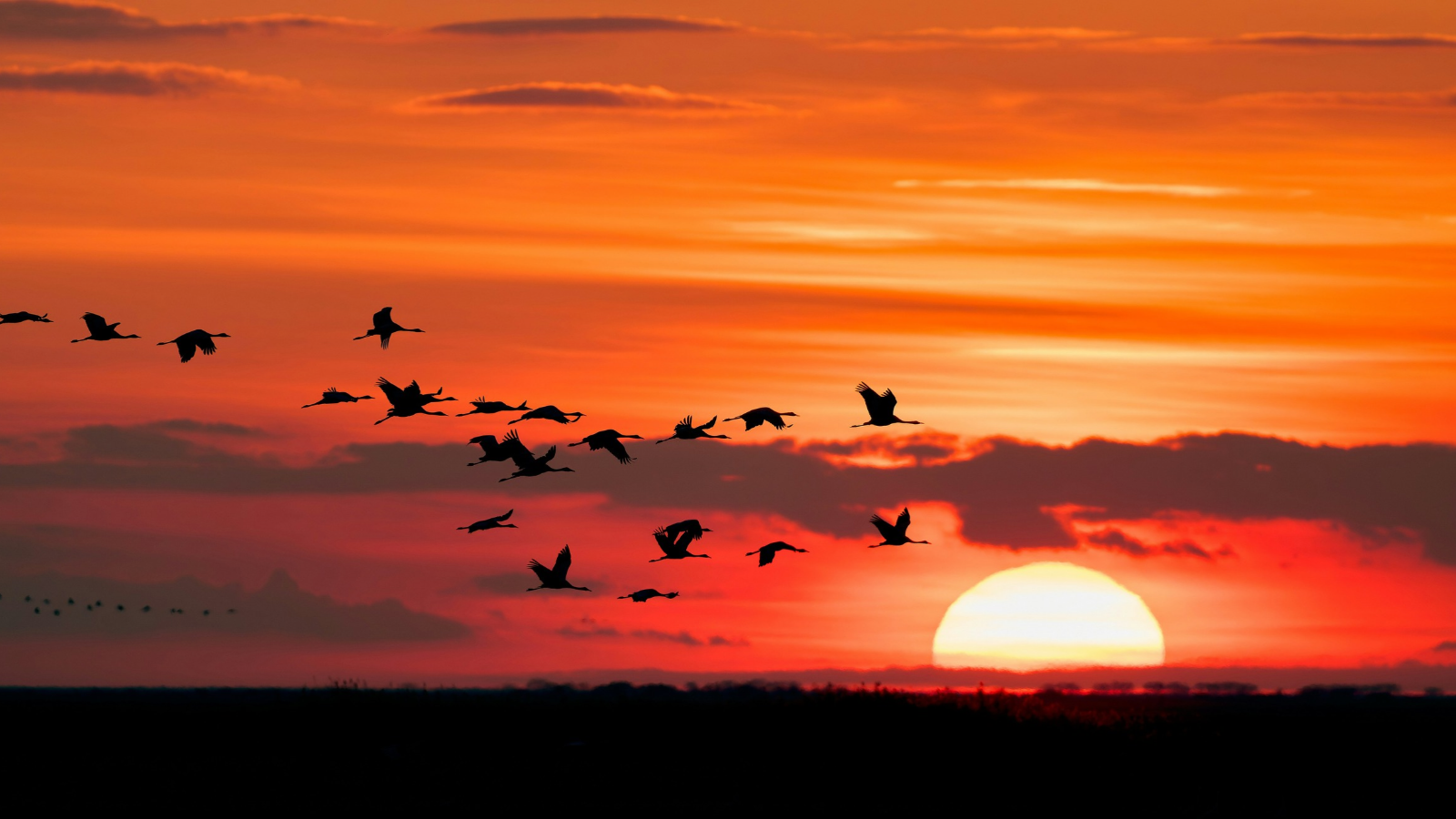 photo of birds migrating in front of sunset