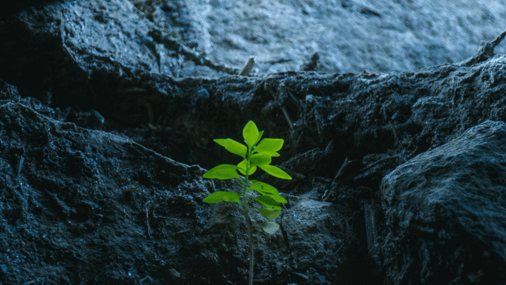 Photo by <a href="https://unsplash.com/@rorozoro">Kiya Golara</a> on <a href="https://unsplash.com/photos/small-green-plant-growing-between-dark-rocks-iyiZhMhVOBc">Unsplash</a>; licensed under CC0.
